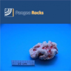 4790m-13x10x7cm-300g-Pangea Rocks