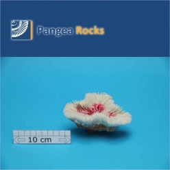 4780m-12x9x6cm-160g-Pangea Rocks