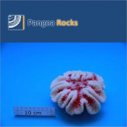 4770m-15x15x6cm-440g-Pangea Rocks