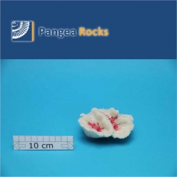 4760m-10x9x5cm-90g-Pangea Rocks