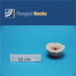 4755m-7x7x4cm-60g-Pangea Rocks
