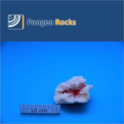 4750m-10x9x6cm-170g-Pangea Rocks