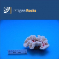 4740m-12x7x6cm-280g-Pangea Rocks