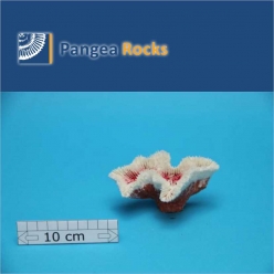 4735m-13x10x7cm-130g-Pangea Rocks