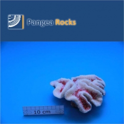 4730m-14x13x6cm-340g-Pangea Rocks