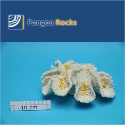 4700m-20x17x8cm-550g-Pangea Rocks