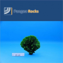 3620m-20x10x5cm-160g-Pangea Rocks