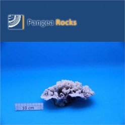 3610m-20x14x9cm-450g-Pangea Rocks
