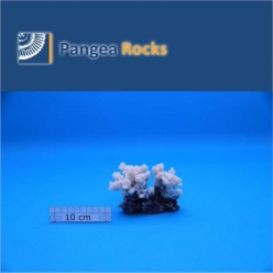 3600m-12x10x8cm-190g-Pangea Rocks