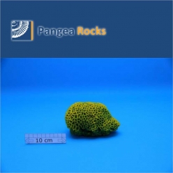 2930m-14x9x8cm-550g-Pangea Rocks