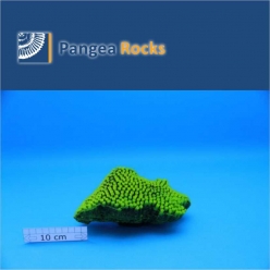 2810m-18x11x9cm-700g-Pangea Rocks