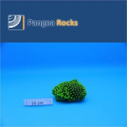 2800m-12x9x7cm-300g-Pangea Rocks