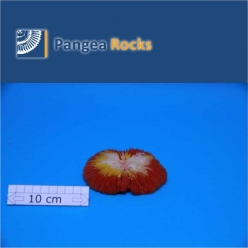 2700m-11x10x2cm-190g-Pangea Rocks