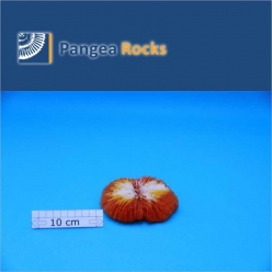 2680m-13x12x3cm-130g-Pangea Rocks