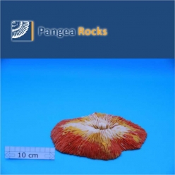 2670m-21x15x4cm-490g-Pangea Rocks