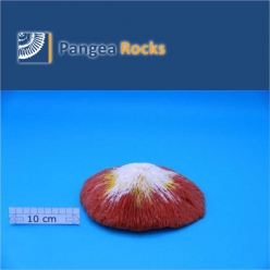2660m-17x17x4cm-630g-Pangea Rocks