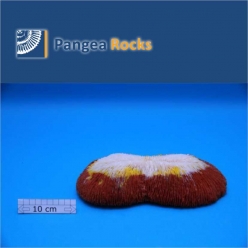 2650m-27x13x5cm-1,000g-Pangea Rocks