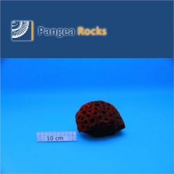 2520m-12x10x8cm-490g-Pangea Rocks