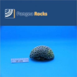 2400m-15x11x8cm-600g-Pangea Rocks