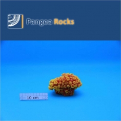 2330m-11x11x10cm-400g-Pangea Rocks