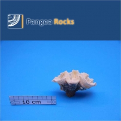 2010m-10x7x4cm-50g-Pangea Rocks