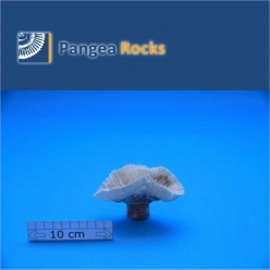 2000m-11x7x5cm-60g-Pangea Rocks