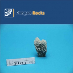 1960m-9x5x2cm-35g-Pangea Rocks