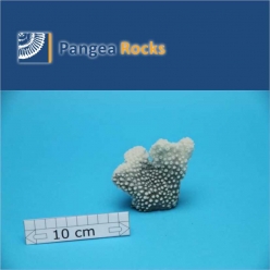 1950m-8x7x5cm-85g-Pangea Rocks