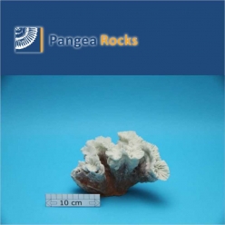 1940m-19x12x12cm-570g-Pangea Rocks