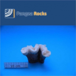 1930m-12x9x8cm-200g-Pangea Rocks