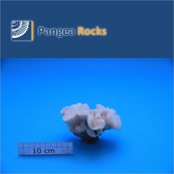 1920m-12x9x8cm-190g-Pangea Rocks
