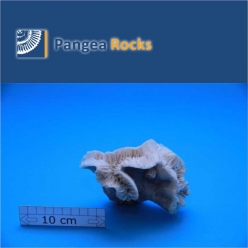 1900m-13x12x7cm-200g-Pangea Rocks