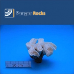 1910m-14x8x8cm-200g-Pangea Rocks-14x8x8cm-200g-Pangea Rocks