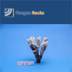 1620m-16x14x9cm-170g-Pangea Rocks
