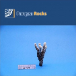 1610m-14x6x6cm-50g-Pangea Rocks