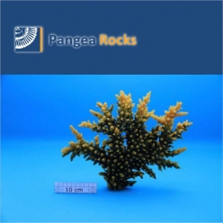 1590m-32x25x5cm-550g-Pangea Rocks
