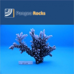 1570m-32x25x8cm-700g-Pangea Rocks