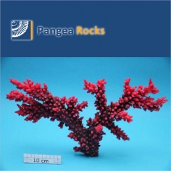 1560m-40x30x7cm-620g-Pangea Rocks