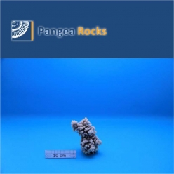 1500m-12x7x5cm-220g-Pangea Rocks