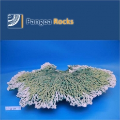 1425m-85x60x25cm-9,200g-Pangea Rocks