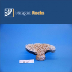1410m-22x20x12cm-450g-Pangea Rocks