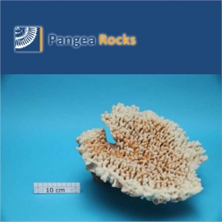 1400m-31x27x16cm-1,500g-Pangea Rocks