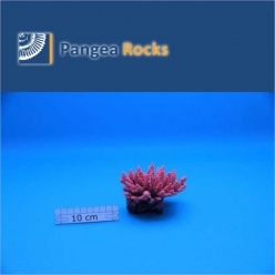 1155m-12x10x8cm-160g-Pangea Rocks
