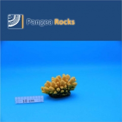 1070m-13x10x9cm-300g-Pangea Rocks