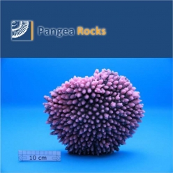 1025m-25x21x8cm-1,250g-Pangea Rocks