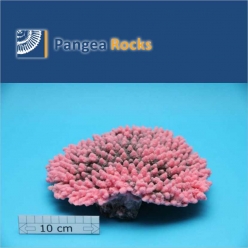 1020m-25x23x8cm-1,300g-Pangea Rocks