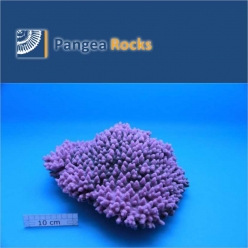 1010m-37x32x12cm-3,900g-Pangea Rocks