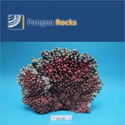 1005m-42x38x7cm-3,200g-Pangea Rocks
