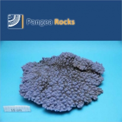 1000m-42x40x9cm-4,000g-Pangea Rocks