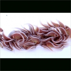 아칼로피소-2.5cm-10-양식-인도네시아